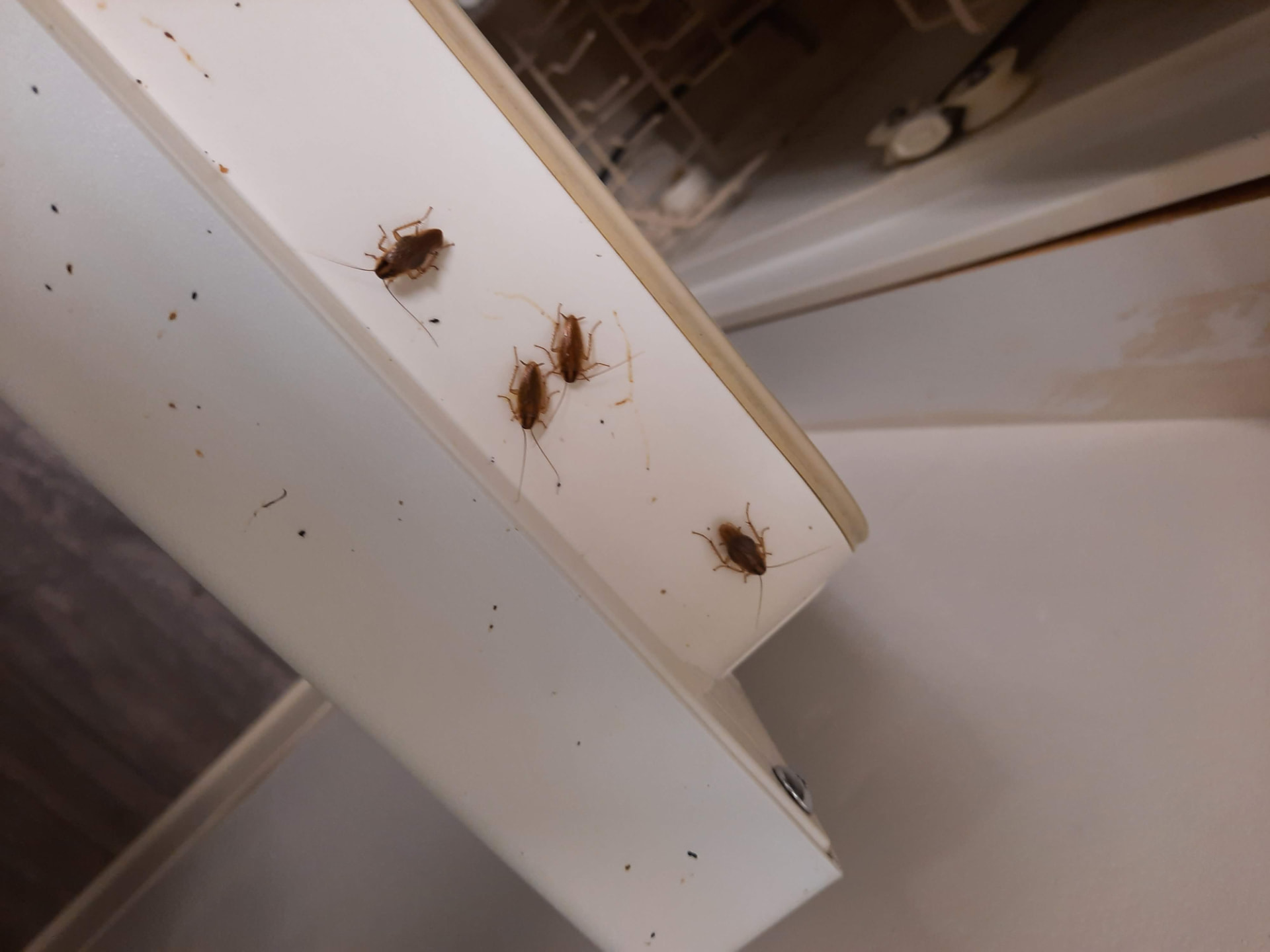 Cockroach infestation on a kitchen appliance documented during a housing inspection